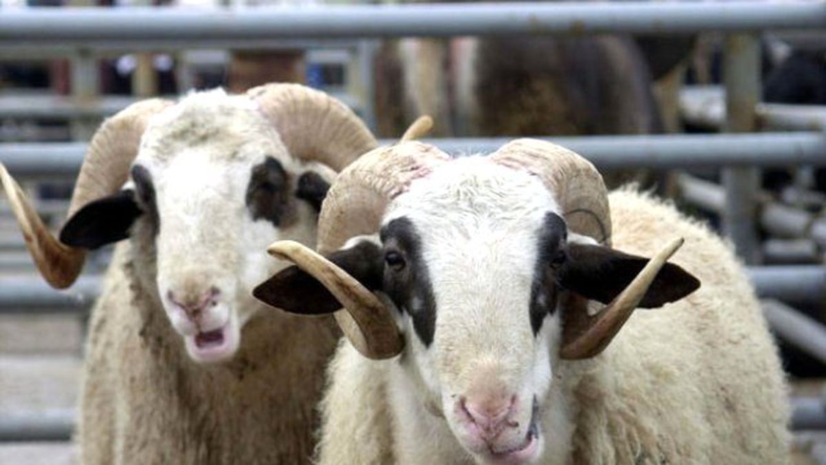 Bakan Eroğlu, Kurban Kesecekleri Bizzat Uyardı