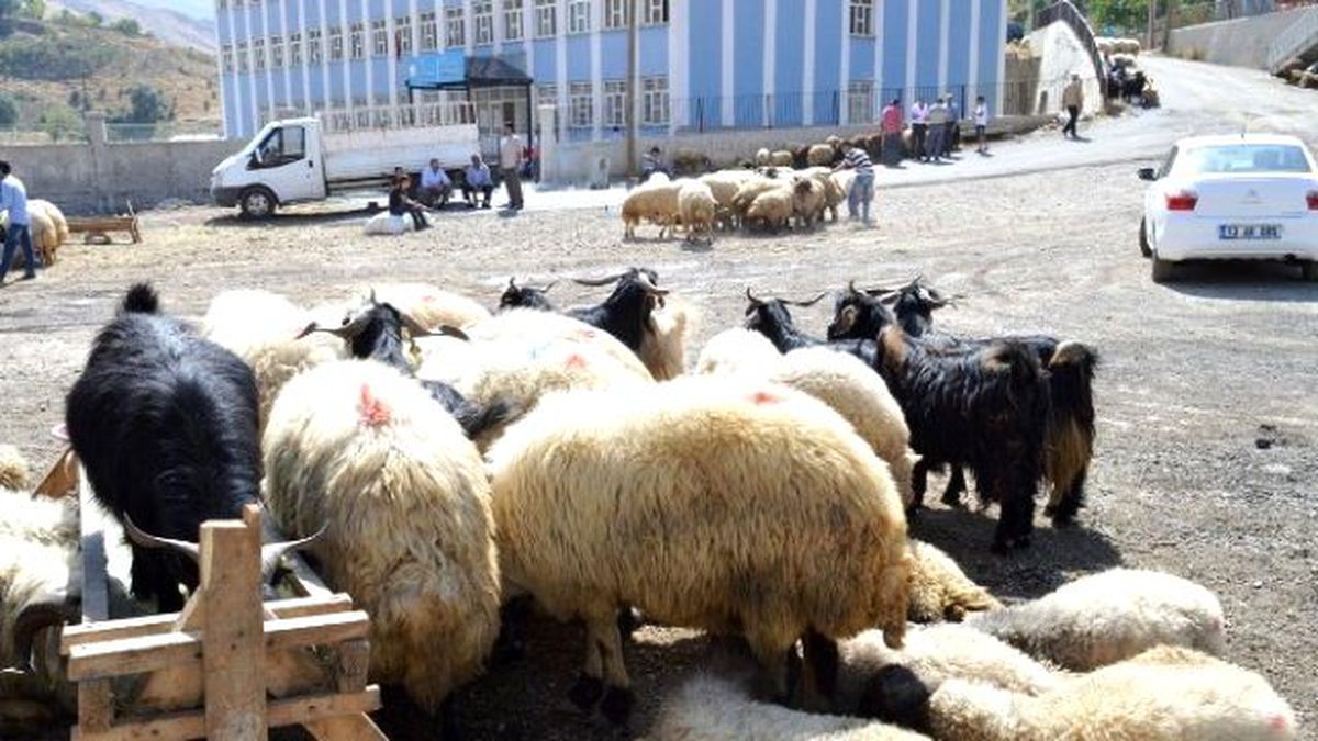 Bitlis\'te Kurbanlıklar Görücüye Çıktı