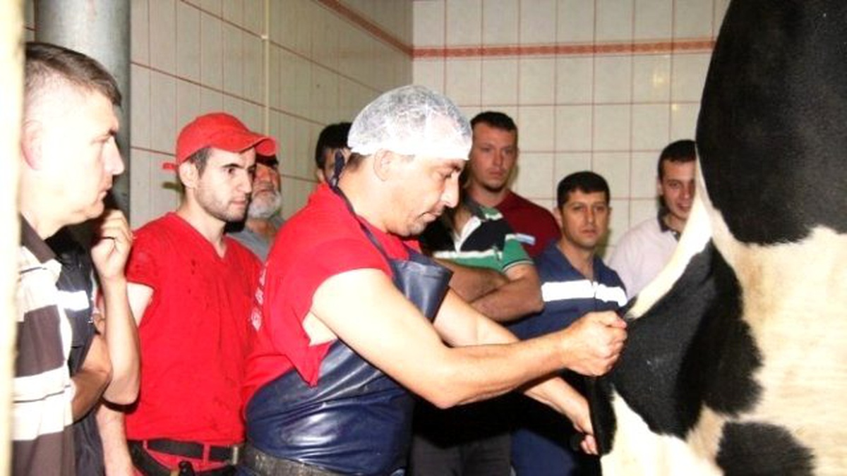 Büyükşehirden Acemi Kasaplara Uyarı
