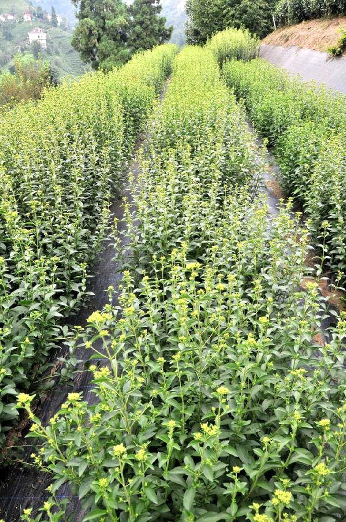 Çaykur, Kalorisiz Şeker Bitkisi Stevia Üretiminde Başarılı Oldu