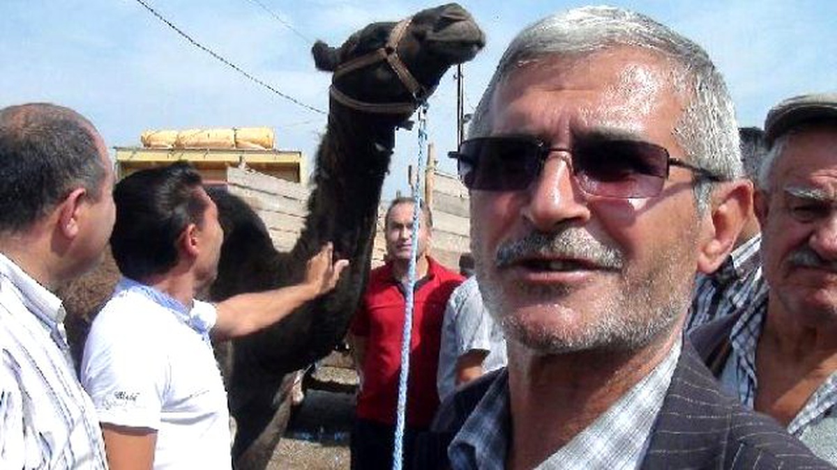 Çorum\'da Kurbanlık Develere Alıcı Çıkmıyor