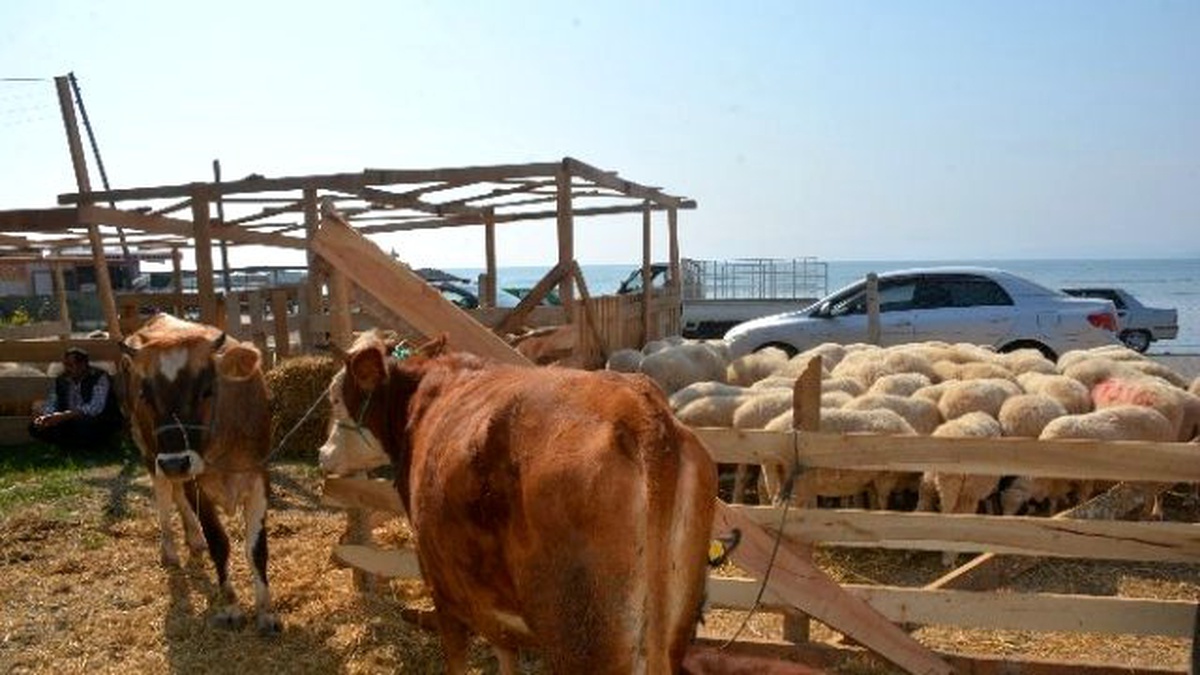 Kurban Keseceklere "Küçükbaş Hayvan" Tavsiyesi