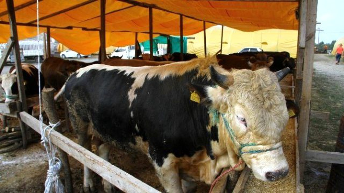 Kurban Pazarının Gözdesi Deve ve Vezir İsimli 1 Tonluk Boğa