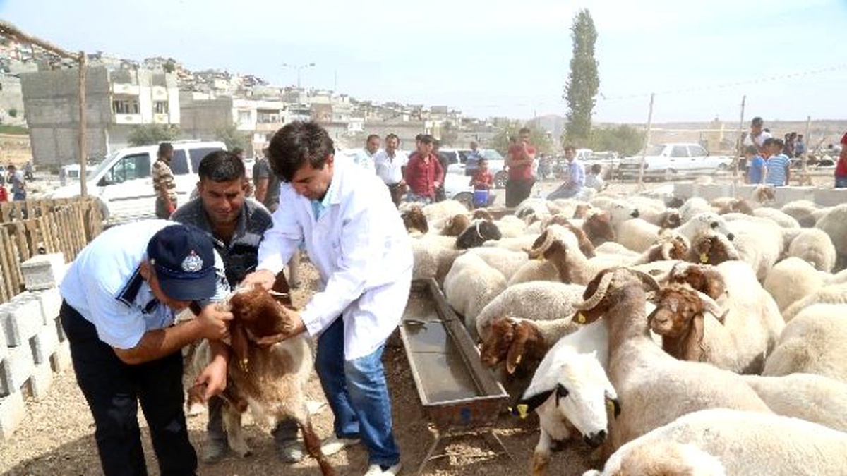 Kurbanlıklar Veteriner Kontrolünden Geçti