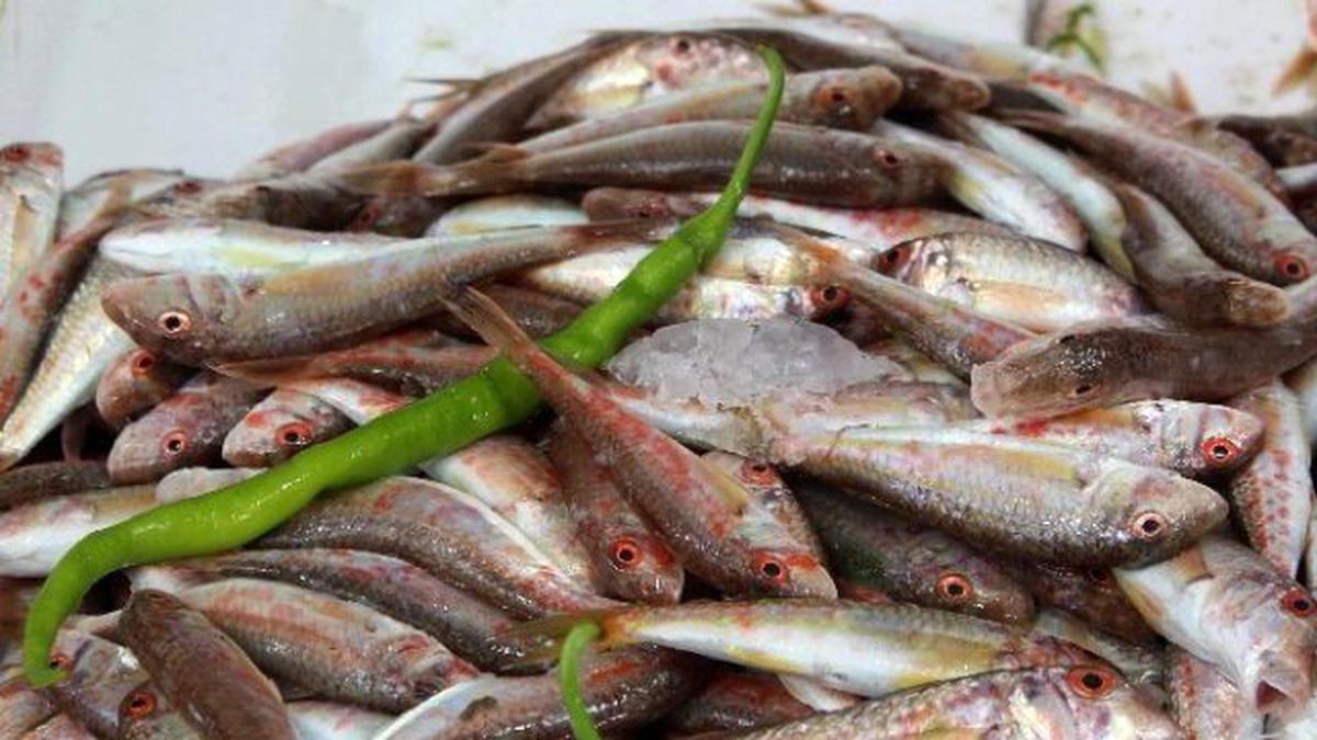 Ordu\'da Tezgahın En Pahalısı Barbun