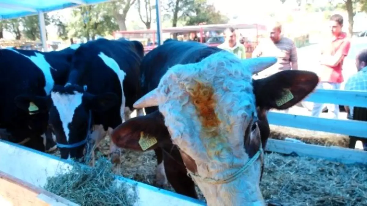 Tekirdağ\'da Kurban Pazarında İşler Durgun