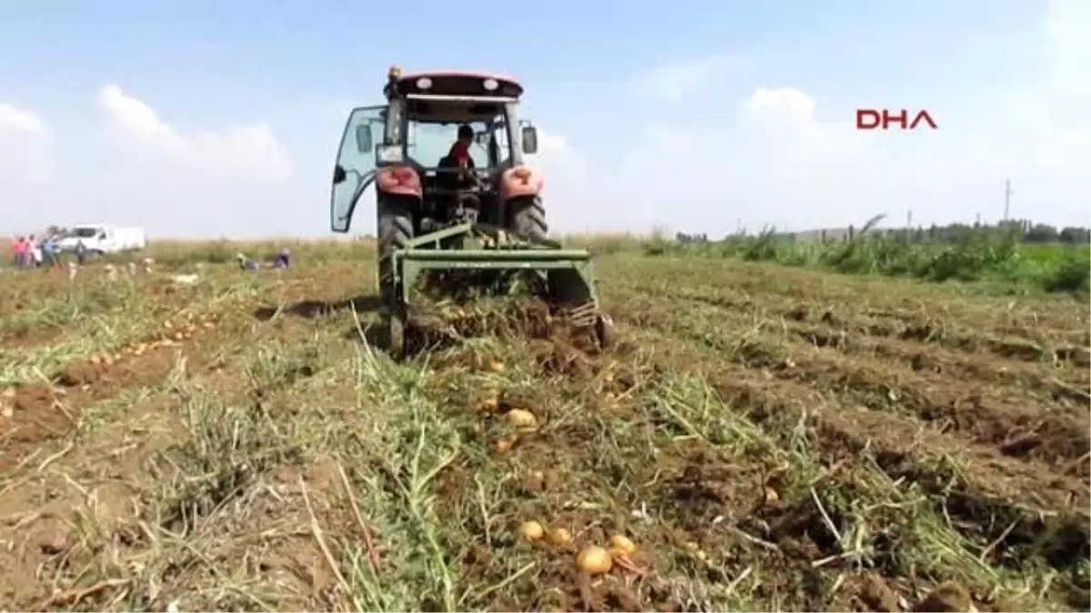 Sandıklı Doğal Afet ve Hastalık Patatesi Vurdu