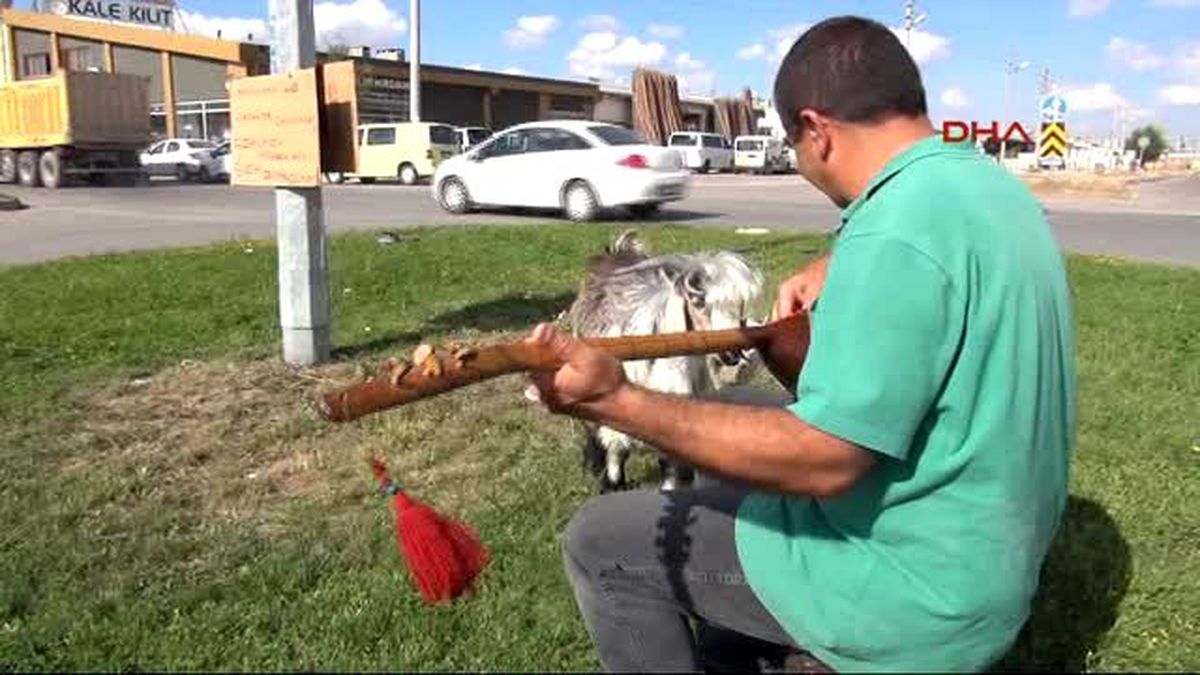 Sivas Bağlama Atölyesinde Çebiç Besliyor