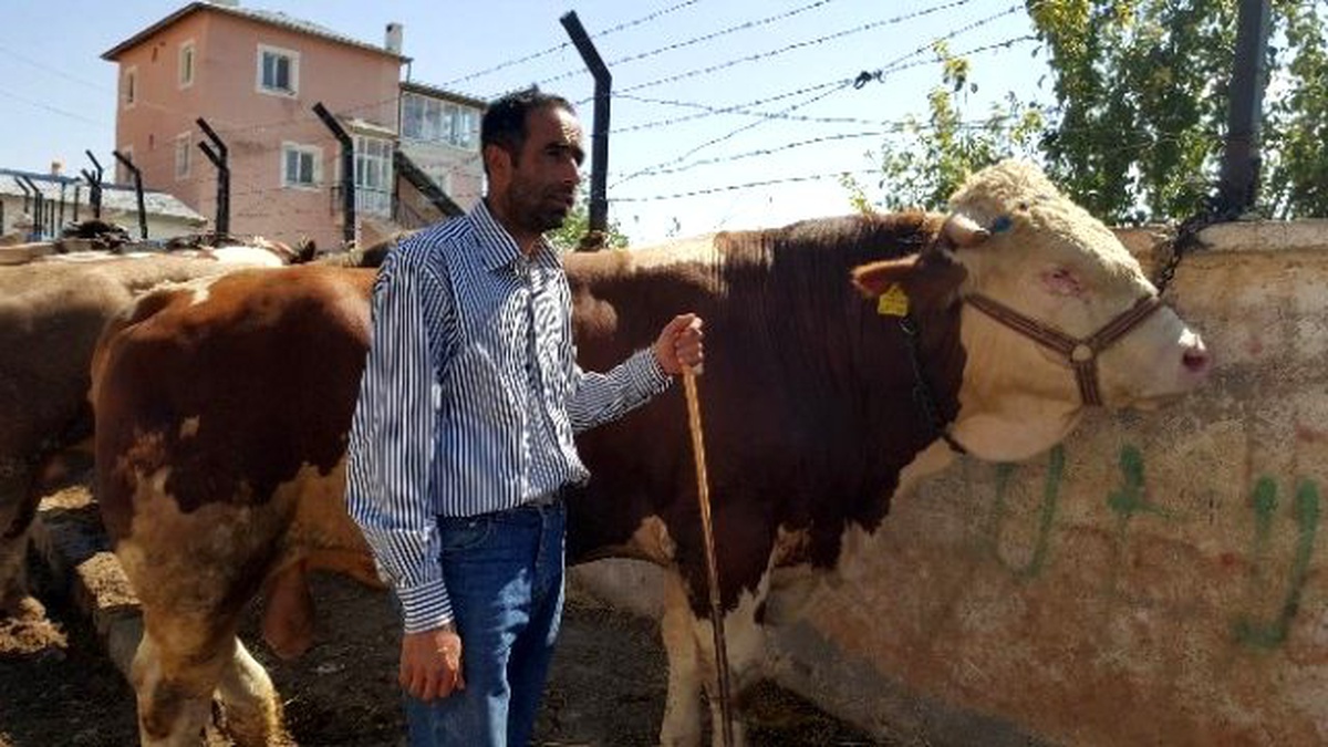 Sivas\'ta Kurban Pazarının Gözdesi 905 Kiloluk \'Paşa\' Oldu