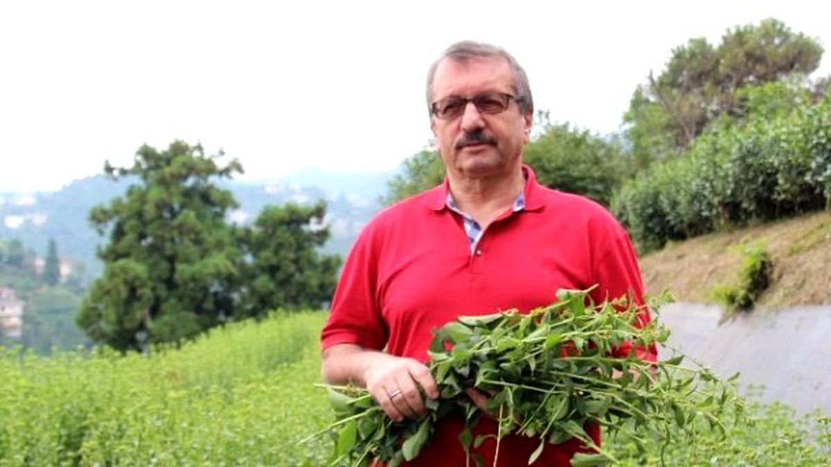 Stevia\'da İkinci Hasat