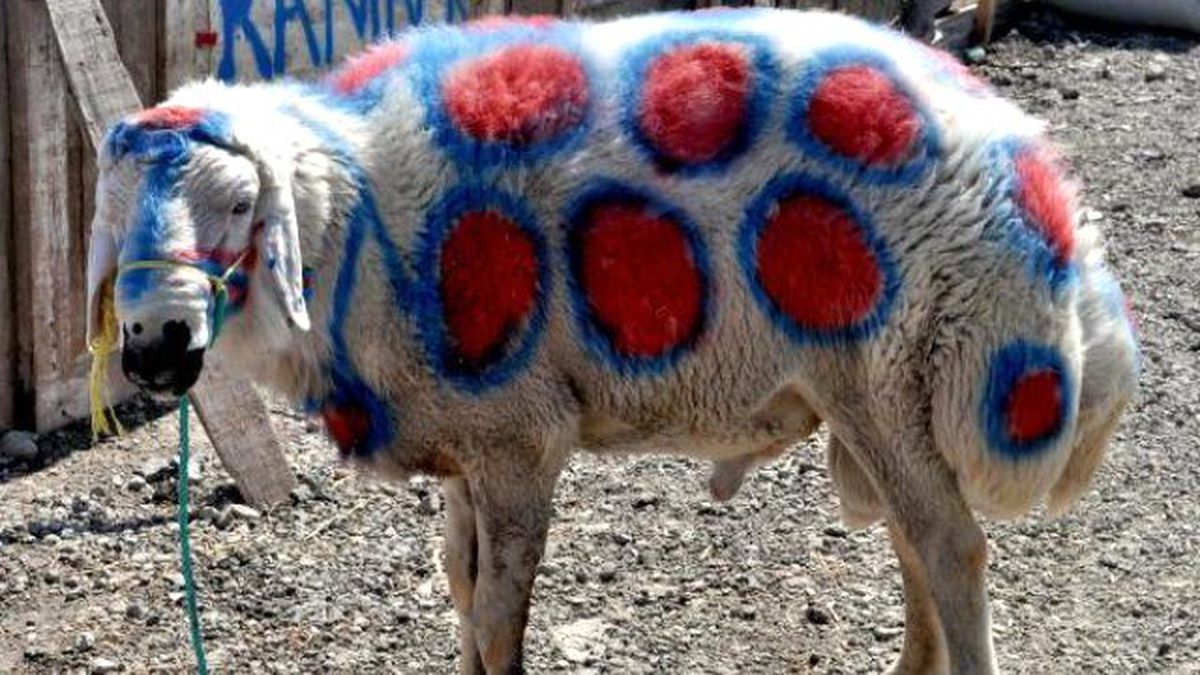 Bu Koça Bakan Bir Daha Bakıyor