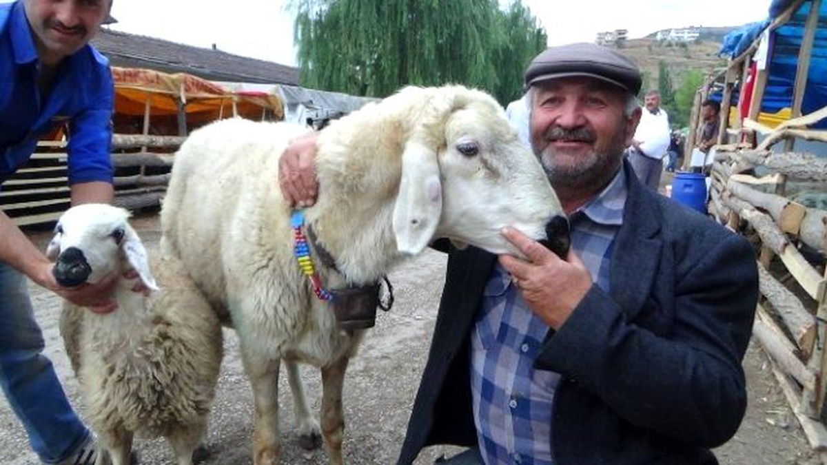 Tokat\'ta 120 Kiloluk Koç Kesilmekten Kurtuldu