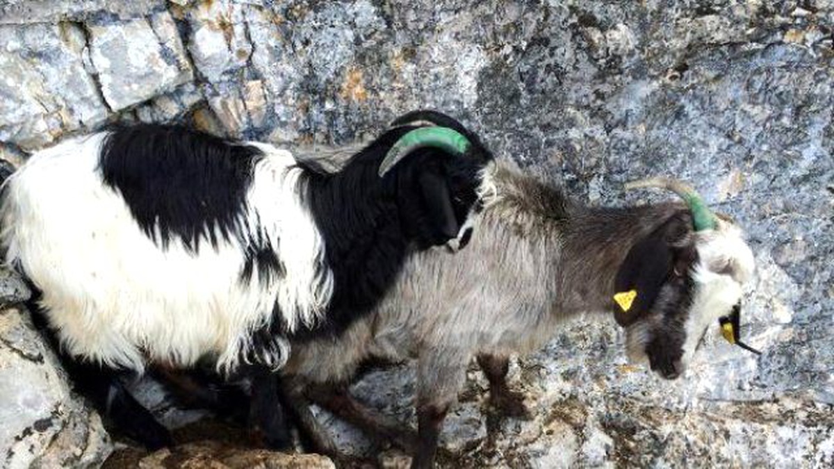 Açlıktan Ölmek Üzere Olan Keçi ve Yavrusunu Akut Kurtardı