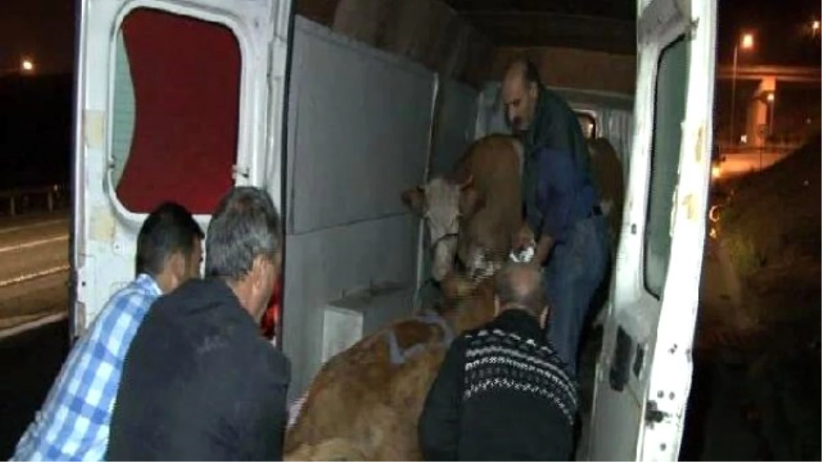 Bull Runs For Life, Blocks Highway To Istanbul For Two Hours