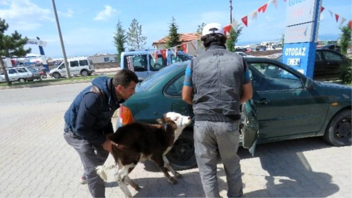 Buzağının Otomobille İmtihanı