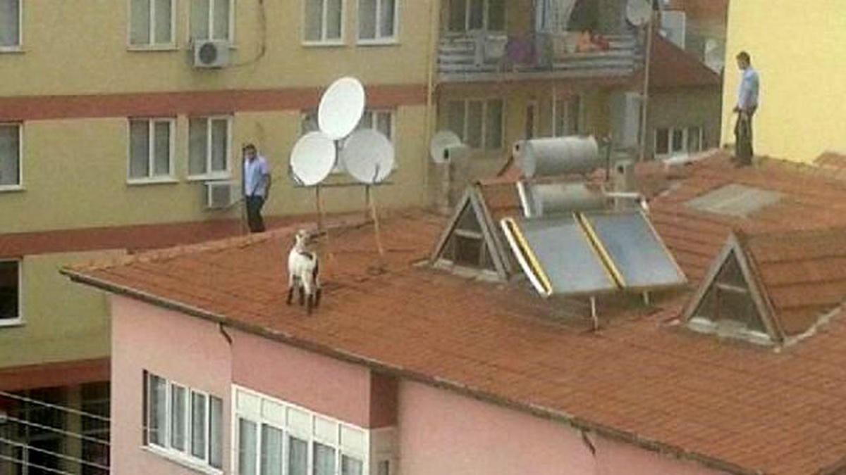 Çatıda Kurbanlık Keçi Kovaladılar