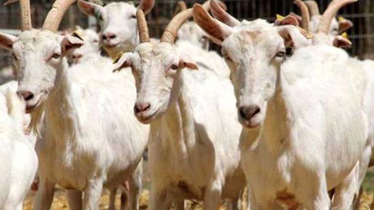 5 Hırsız Çobanı Bağlayıp Keçileri Çaldı