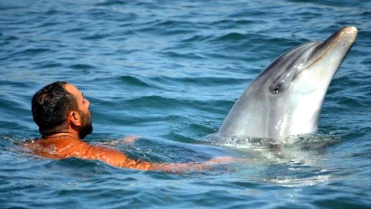 Dolphins Surprise, Play With Tourists İn Marmaris