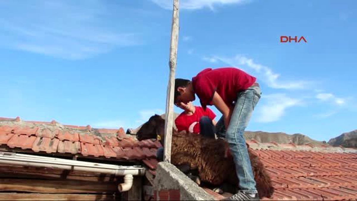 Erzurum - Kurbanlık Koyun Dama Çıktı