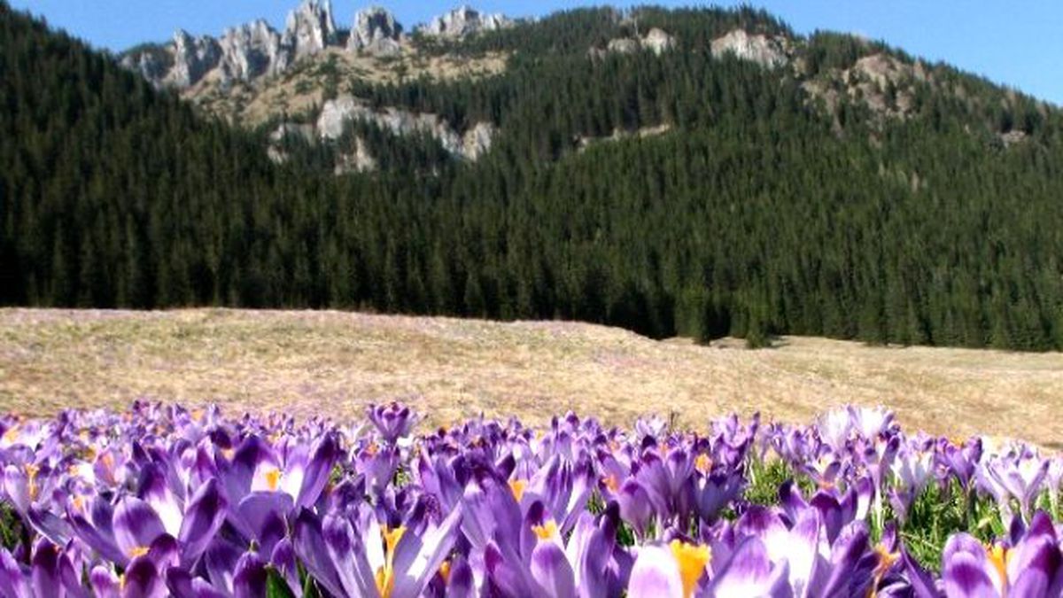 Karadeniz Yaylalarında \'Vargit\'ler Açtı