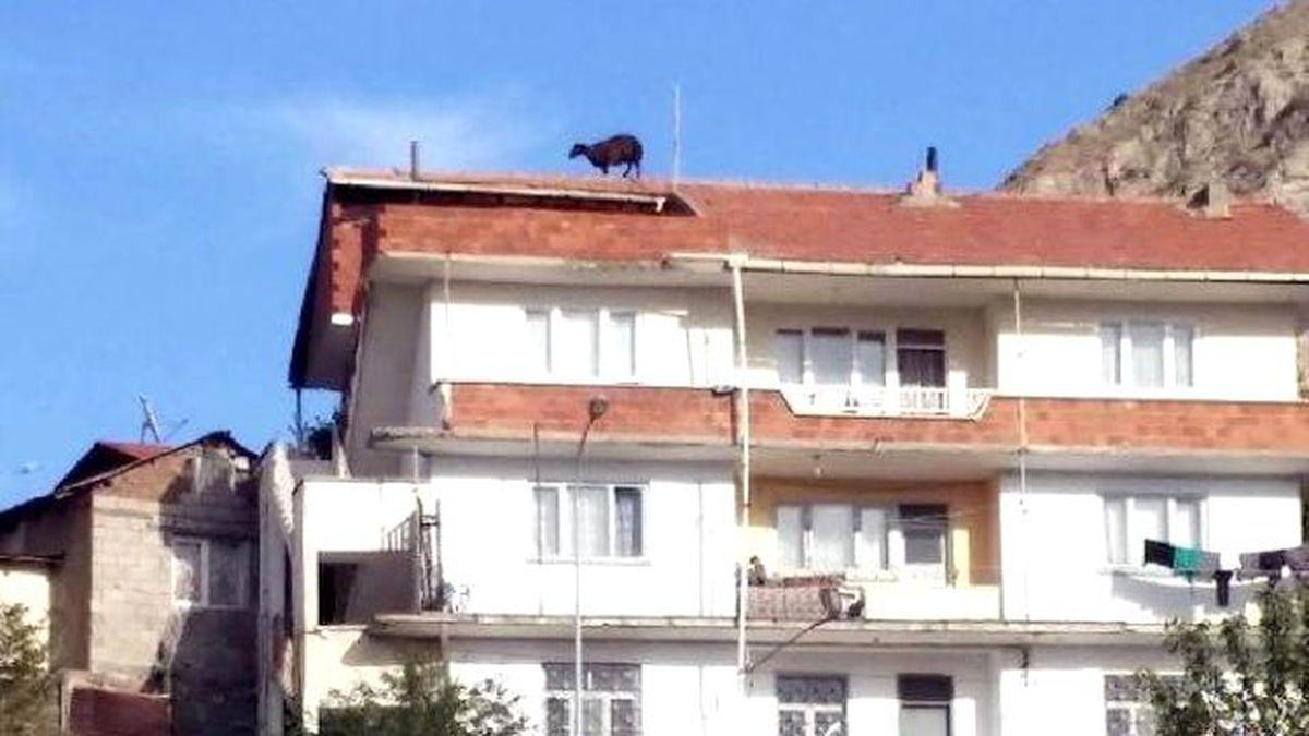 Kurbanlık Koyun Dama Çıktı