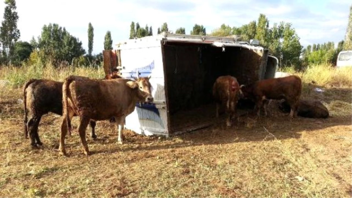 Kurbanlık Taşıyan Kamyon Tarlaya Uçtu