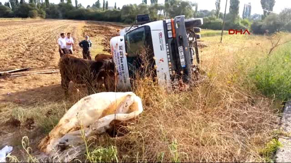 Kütahya - Kurbanlık Taşıyan Kamyon Tarlaya Uçtu