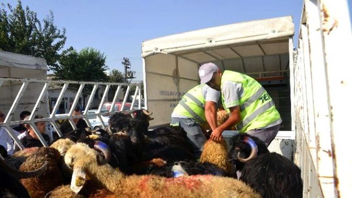 Mersin Büyükşehir Belediyesi 77 Şehit Ailesine Kurbanlık Dağıttı