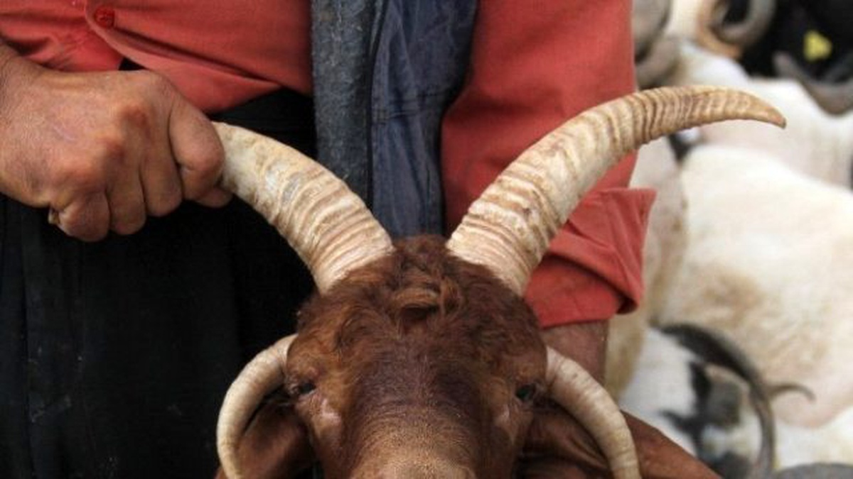 4 Boynuzlu Koç, Kurban Pazarının İlgi Odağı Oldu