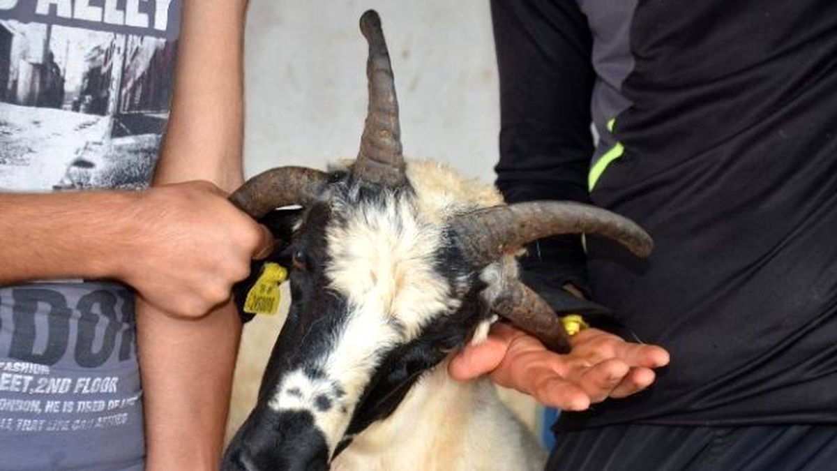 Dört Boynuzlu Koçu Sahibi Satmaya Kıyamıyor