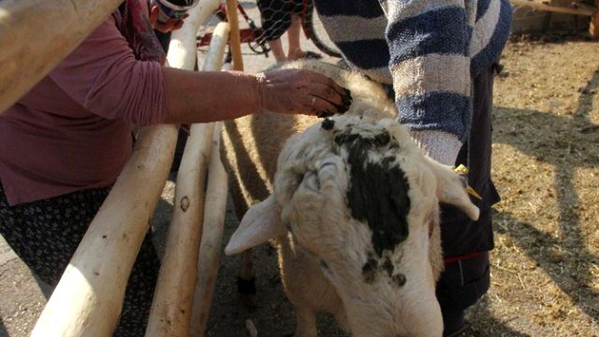 Kurbanlık Koçlarına Kına Yaktı