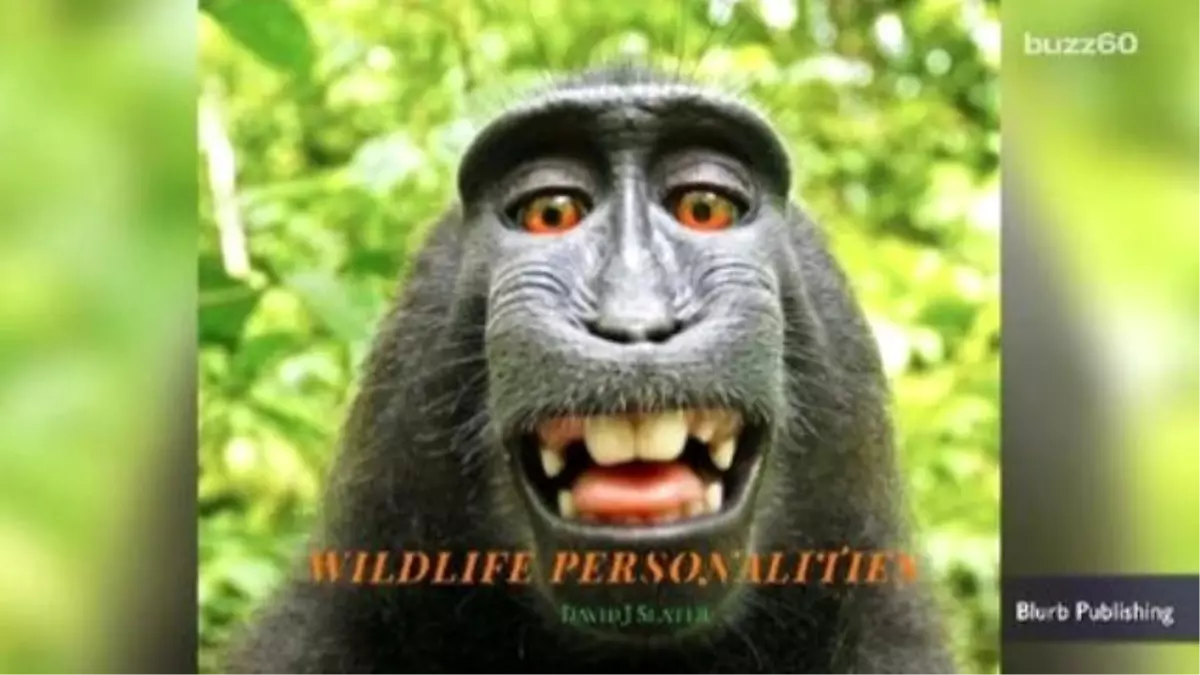 Peta Sues To Give Monkey Copyright Ownership Of Selfie