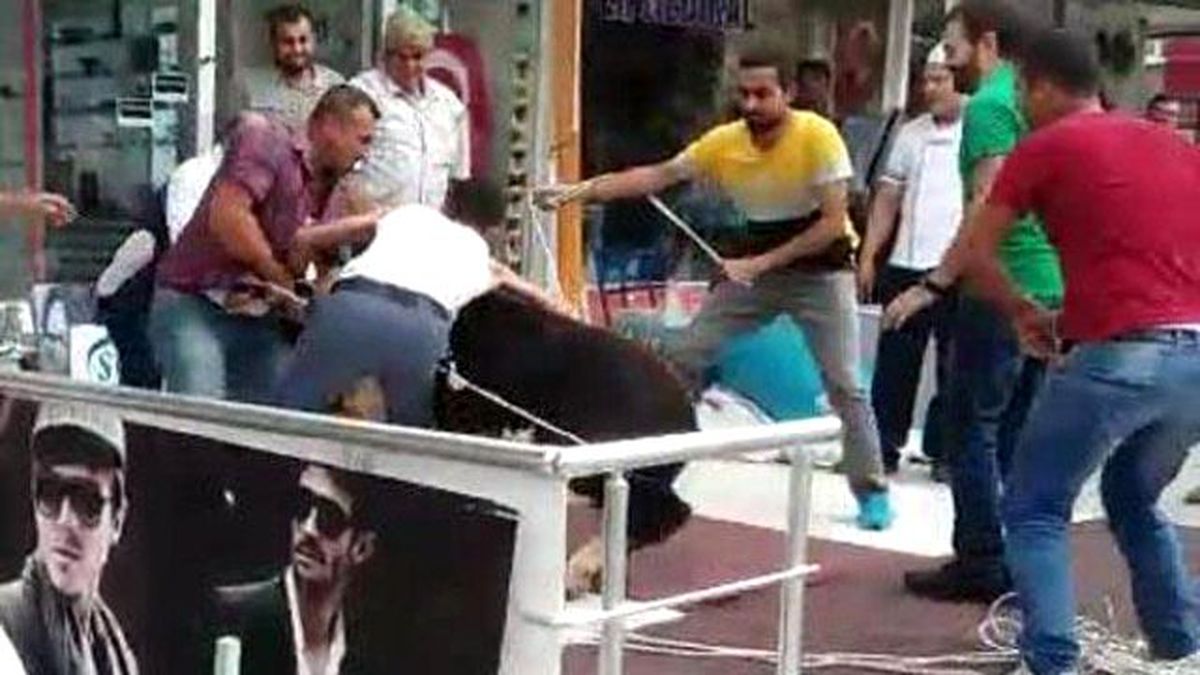 Sacrificial Calf Flee, Hides İn Optician