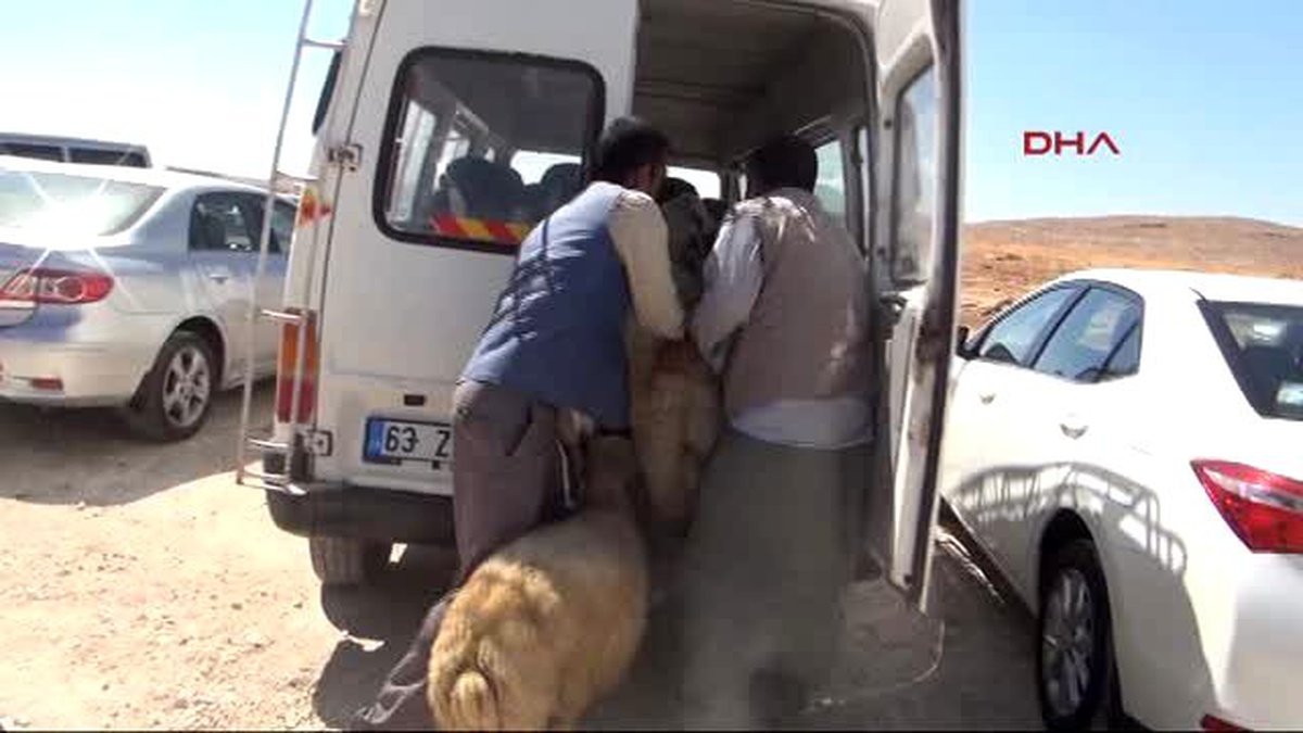 Şanlıurfa Arife Gününde Hayvan Pazarına Akın
