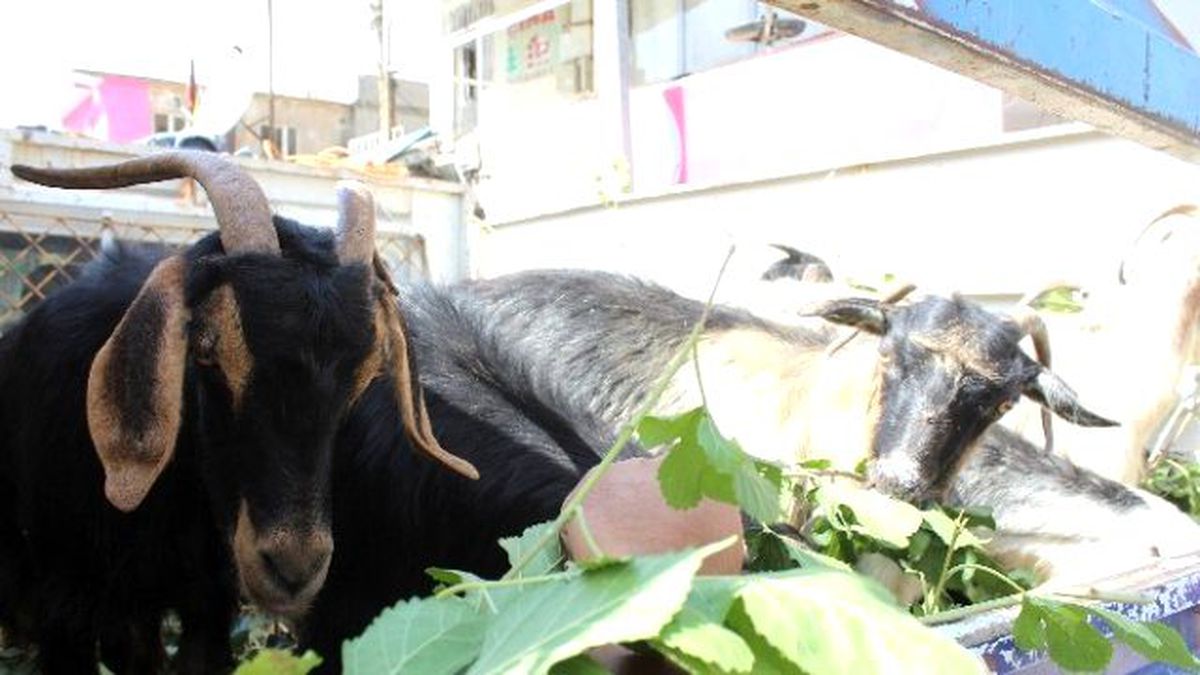 Sason\'da Kurbanlıklara Yoğun İlgi