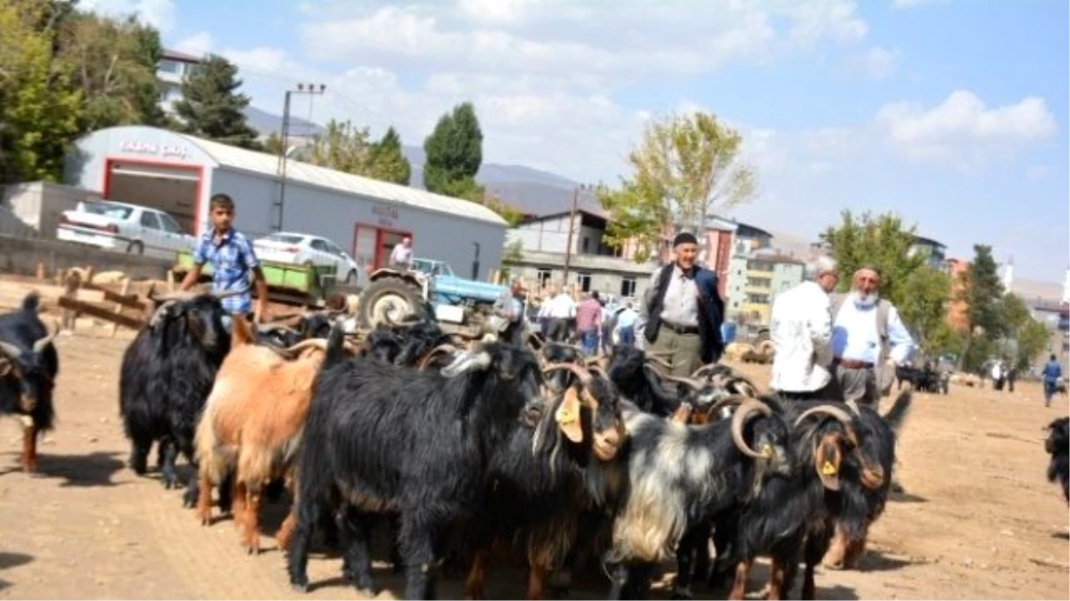 Tatvan'da Kurbanlık Çok Alıcı Yok
