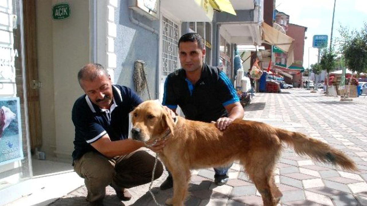 Yaralı Köpeğe Sahip Çıktı