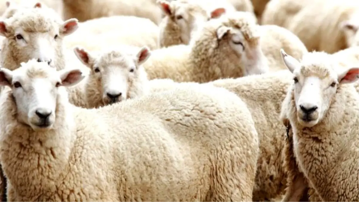 Kurban Bayramı 2015 sms, en yeni bayram kutlama mesajları