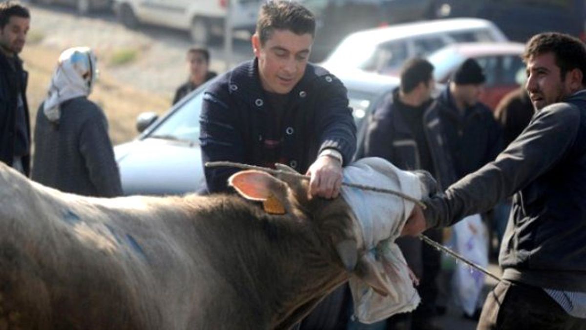 Acemi Kasaplar Sahneye Çıktı: 3 Bin 283 Kişi Hastanelik Oldu