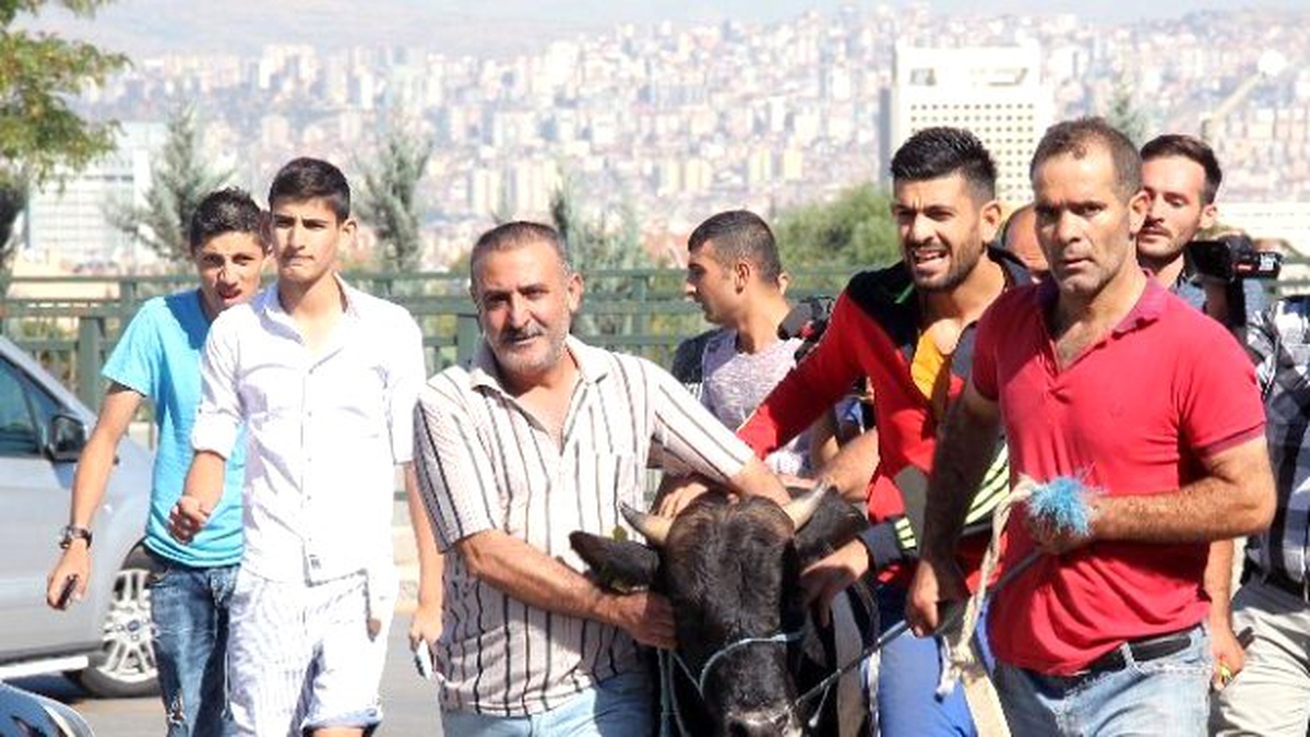 Ankara\'da Kaçan Kurbanlık 4 Kişiyi Hastanelik Etti