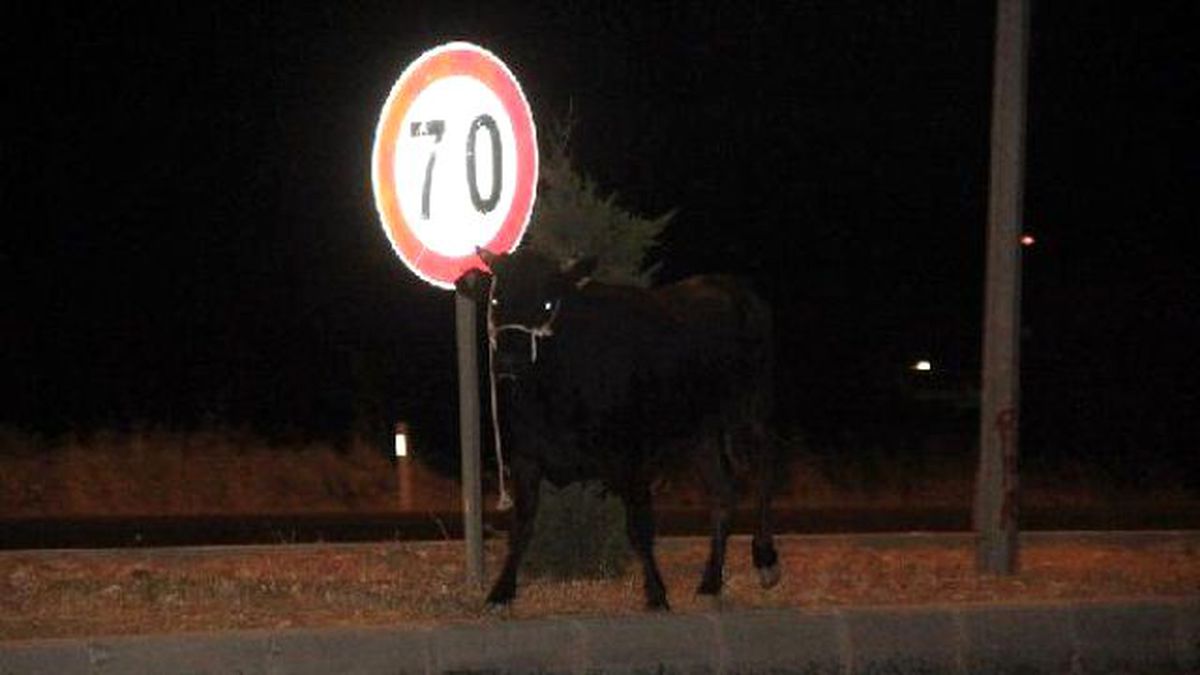 Calf Flees Owner, İncites Anarchy Amid Feast Of Sacrifice