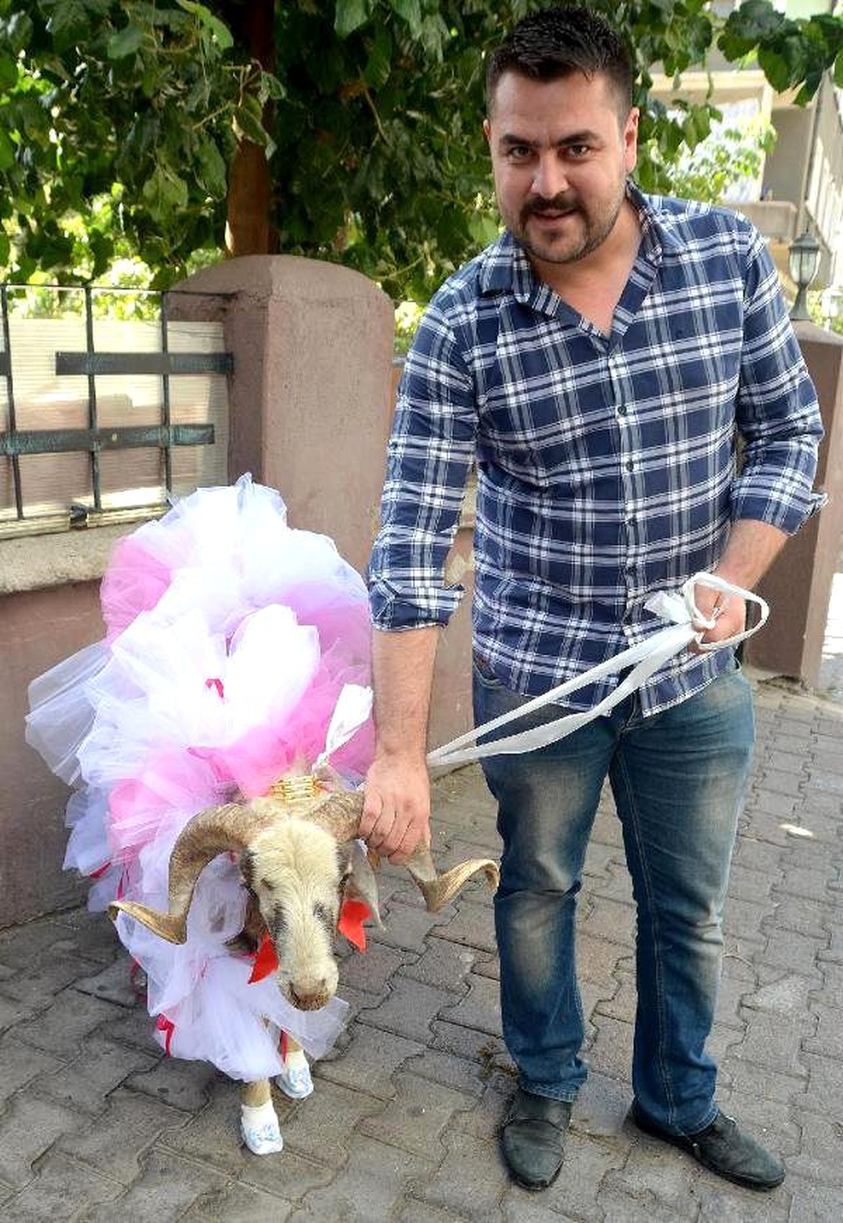 Gelin Adaylarına Gidecek Koçlar Süslendi