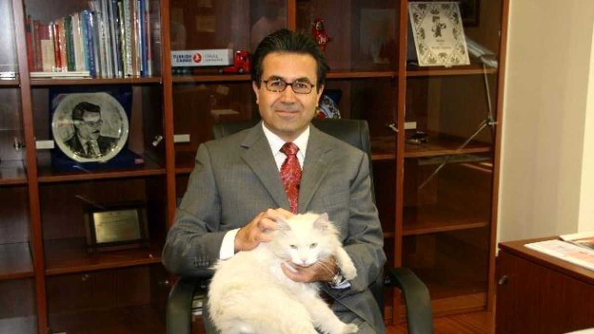 Çin\'de Ölmek Üzere Olan Ankara Kedilerine Kırgızistan Türkiye Büyükelçisi Sahip Çıktı