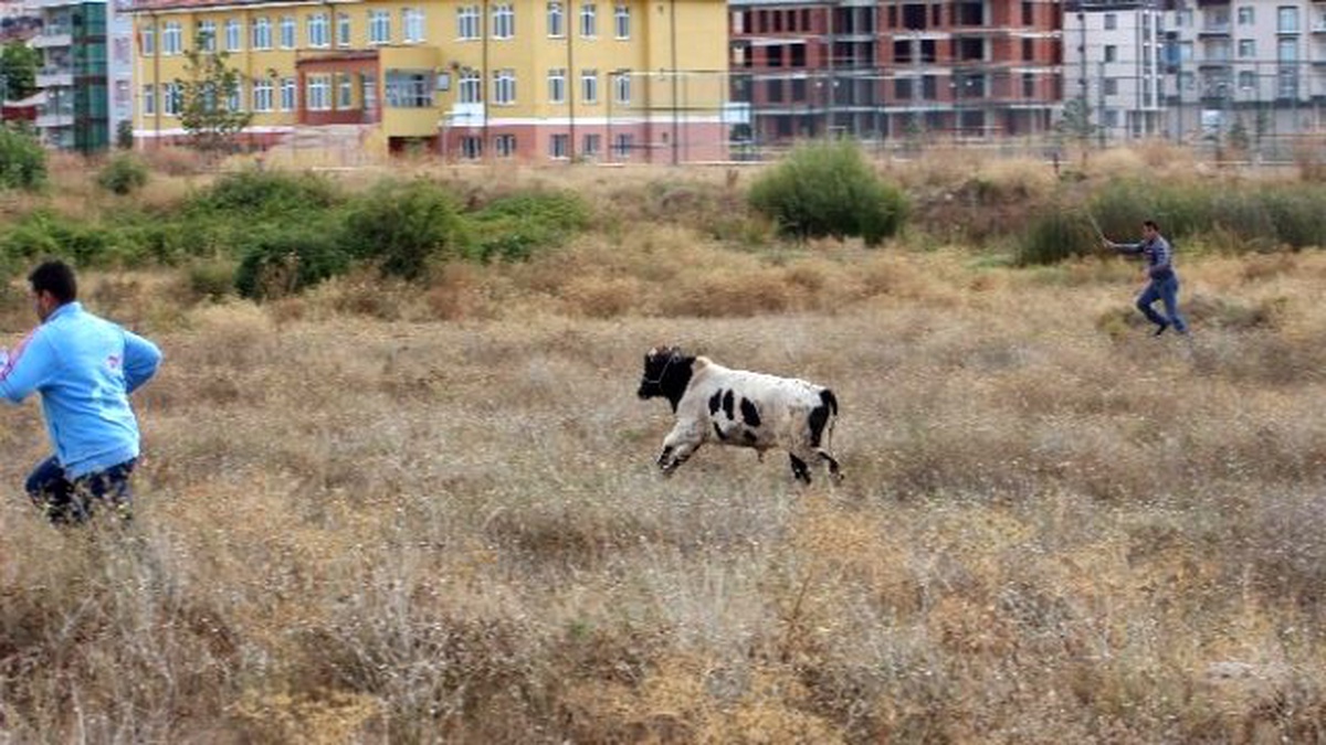 Kaçan Kurbanlık Dana Üç Saatte Yakalandı