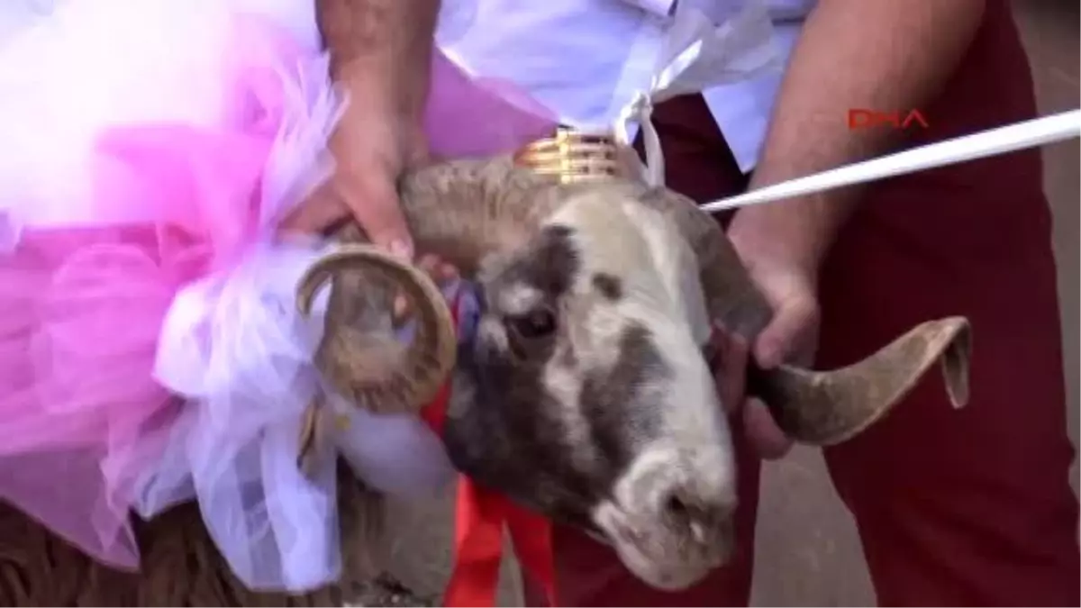 Kayseri Gelin Adaylarına Bilezikli, Süslü Koç