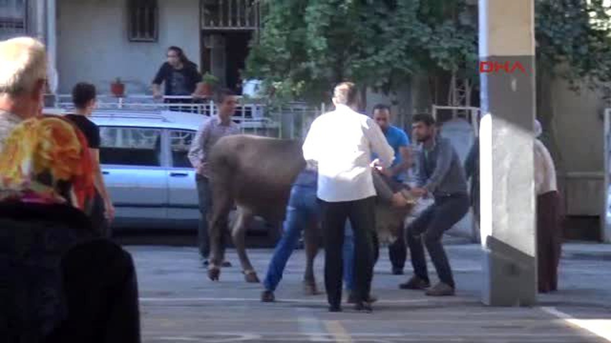 Konya Çocuklar Kurban Kesimini İzledi