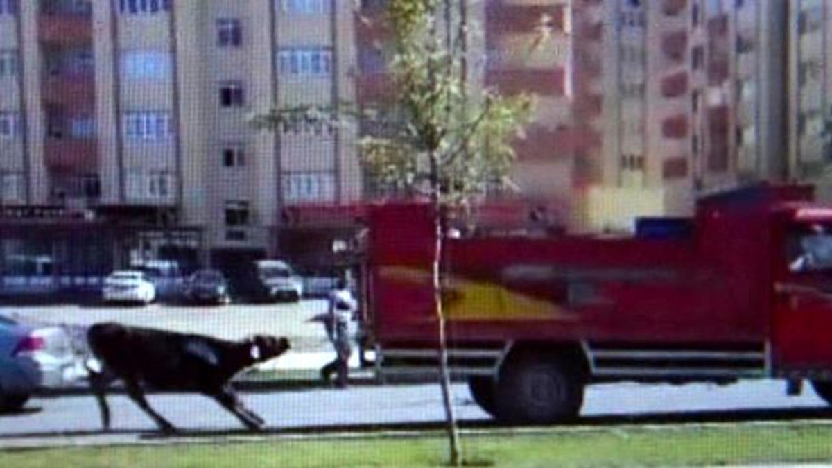 Kurbanlık Boğayı, Kamyonetin Arkasına Bağlayıp Sürüklediler