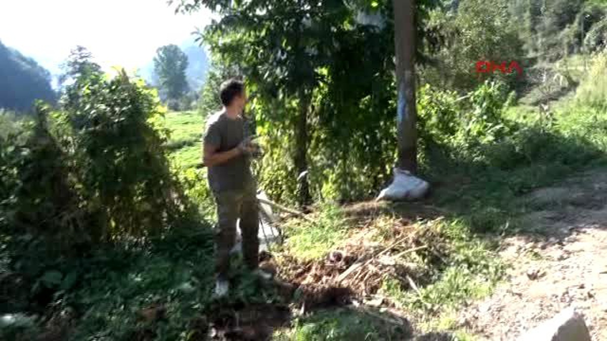 Rize Kurbanlık Boğa Ortalığı Birbirine Kattı