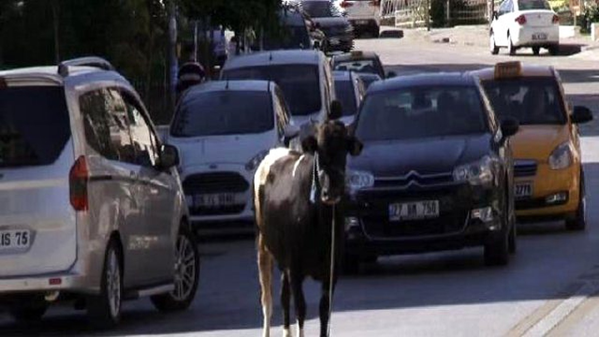 Sahibinin Elinden Kaçan Boğa 4 Kişiyi Yaraladı