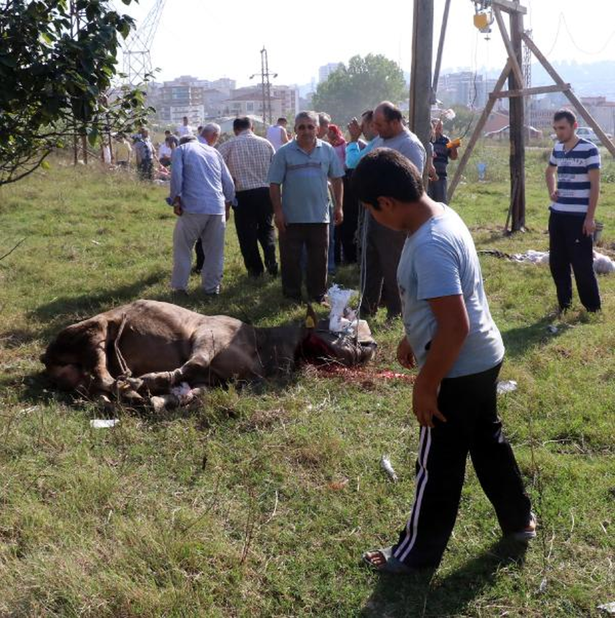 Samsun\'da Kurban Kesimi Manzaraları